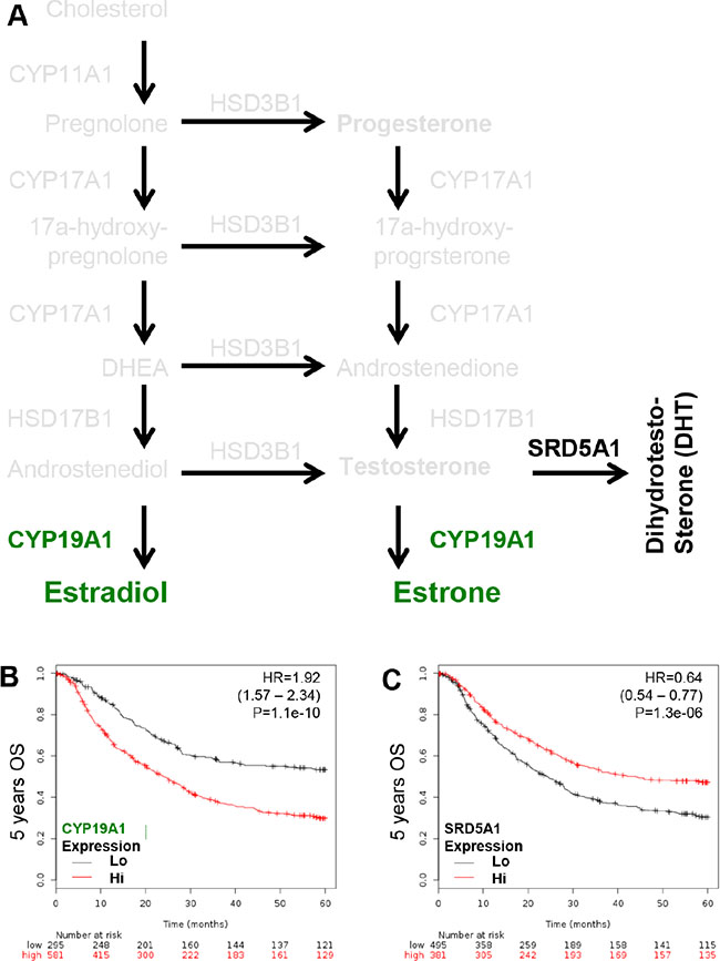 KM plotter evaluation of rate limiting step enzymes for estradiol (CYP19A1; aromatase) and DHT (SRD5A1; 5&#x03B1;-reductase) in GCa 5-years OS.