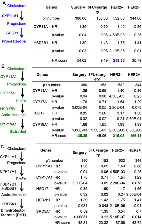 Calculation of the HR score of steroidogenic lipidomes in GCa progression.