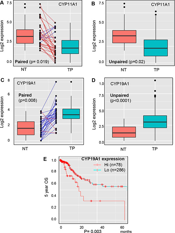 Expression analysis of CYP11A1 and CYP19A1 in non-tumor versus tumor parental lesions of GCa with DriverDB.v2 platform.