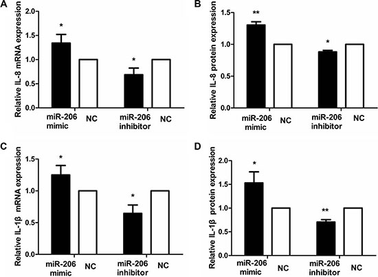 miR-206 increased IL-8/IL-1&#x03B2; expression in TNF-&#x03B1;-treated cells.