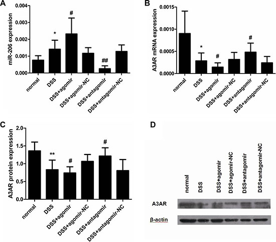 miR-206 downregulates A3AR expression in mouse colon.