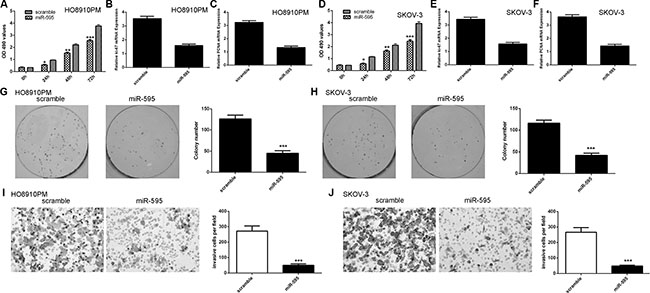 Ecotpic expression of miR-595 inhibited ovarian cancer cell proliferation, colony formation and invasion.