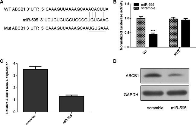 ABCB1 was a direct target of miR-595 in the ovarian cancer cell.