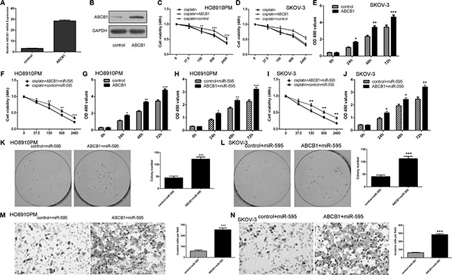 miR-595 promoted the sensitivity of HO8910PM cells to cisplatin and inhibited ovarian cancer cell proliferation, colony formation and invasion through targeting ABCB1.