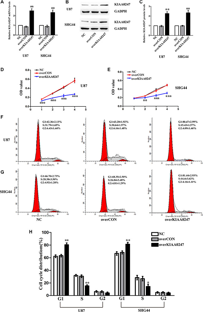 Upregulation of KIAA0247 inhibited proliferation of glioma cells.