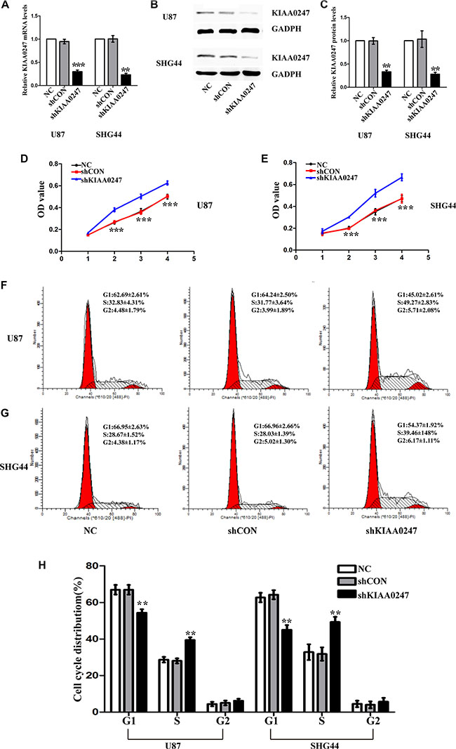 Knockdown KIAA0247 promoted proliferation of glioma cells.