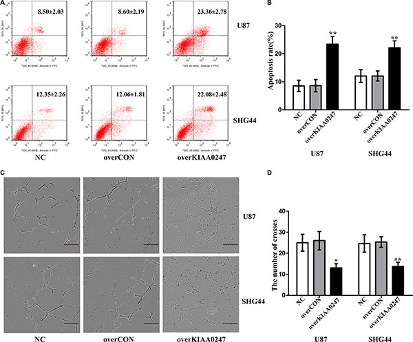 Upregulation of KIAA0247 induced apoptosis of glioma cells and suppressed tubule formation of HUVEC.