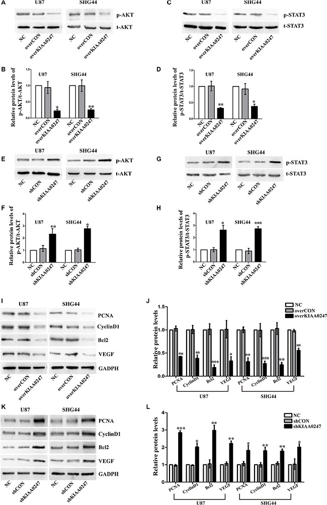 KIAA0247 suppressed AKT signaling and STAT3 signaling in glioma cells.