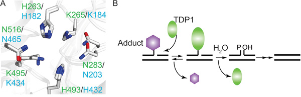 The TDP1 catalytic mechanism is conserved from yeast to human.