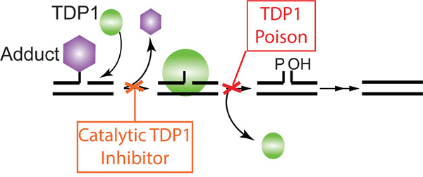 Model of two distinct TDP1 targeted therapeutic approaches.