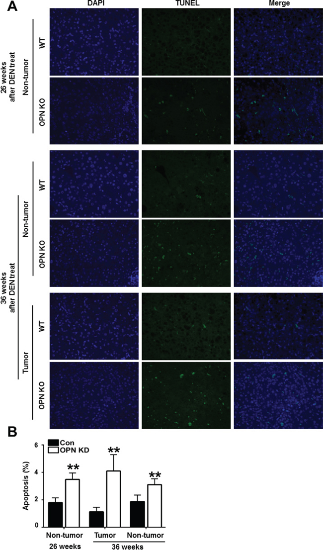 Apoptotic cell death in mouse liver tissue samples.