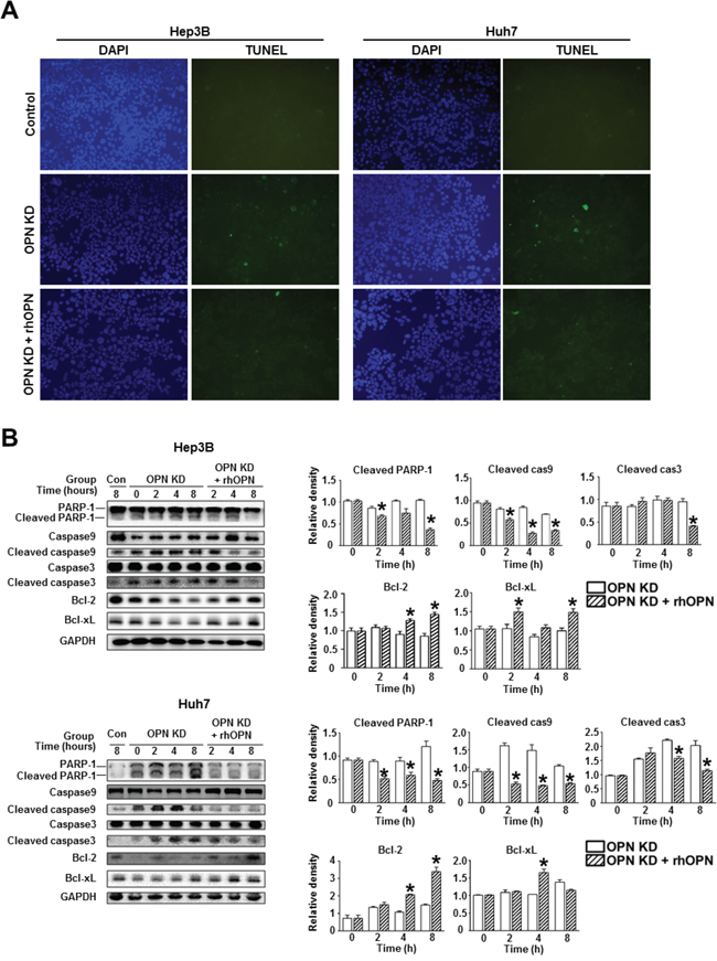 Changes in apoptosis in relation to OPN suppression.