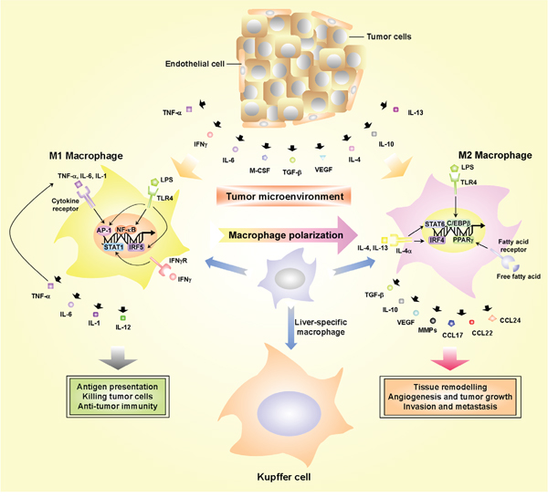 The roles of TAMs in the pro-inflammatory microenvironment.