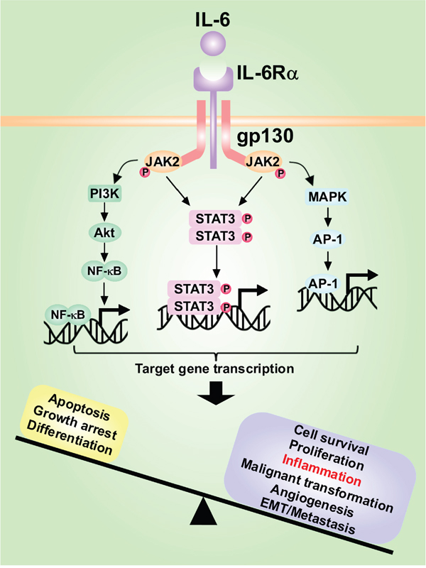 The role of IL-6/STAT3 signaling pathway and interactions with other pathways in hepatocarcinogenesis.