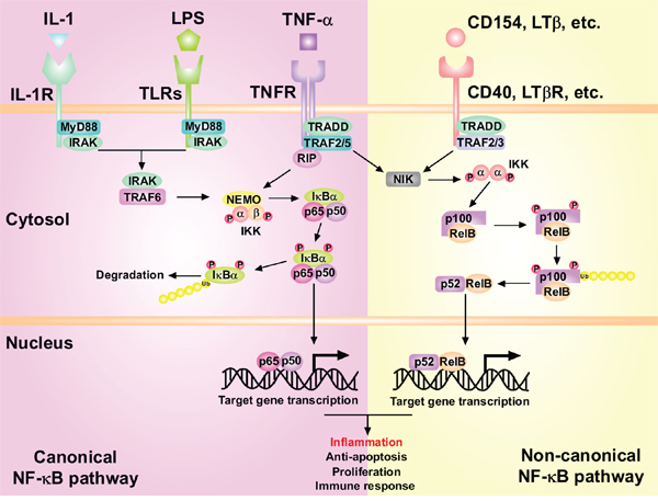 The activation of canonical and non-canonical NF-&#x03BA;B signaling pathways in the liver tumorigenesis.