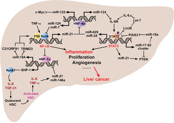 The critical crosstalks between important transcriptional factors, oncogenic and tumor suppressive proteins, and inflammation-related miRNAs that regulate key processes during HCC initiation, progression and metastasis.