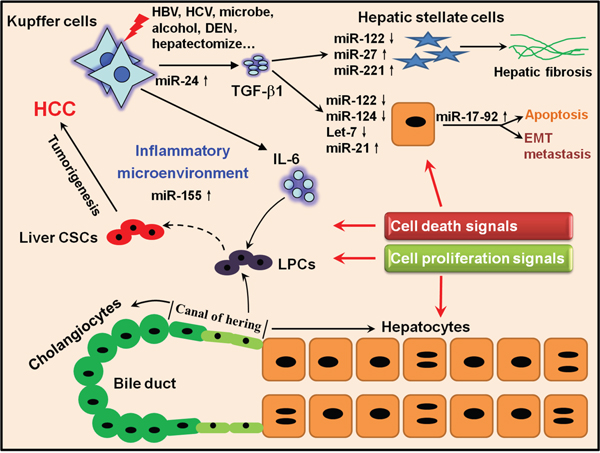 A hypothetical illustration delineating the connection between activation of inflammatory pathways, miRNAs and liver tumorigenesis.