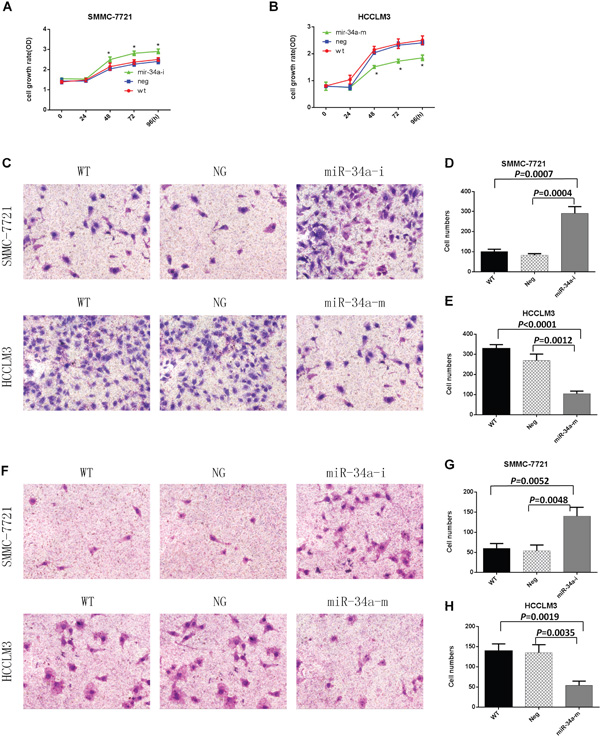 Proliferation, migration, and invasion assays of SMMC-7721 and HCCLM3 cells after transfection with the indicated oligonucleotides.