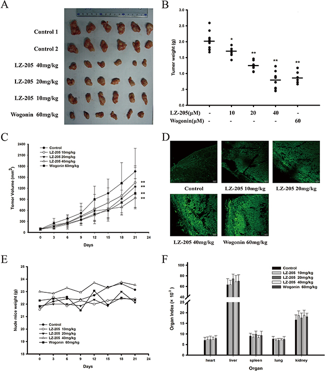 LZ-205 has a potential antitumor effect and low toxicity in vivo.
