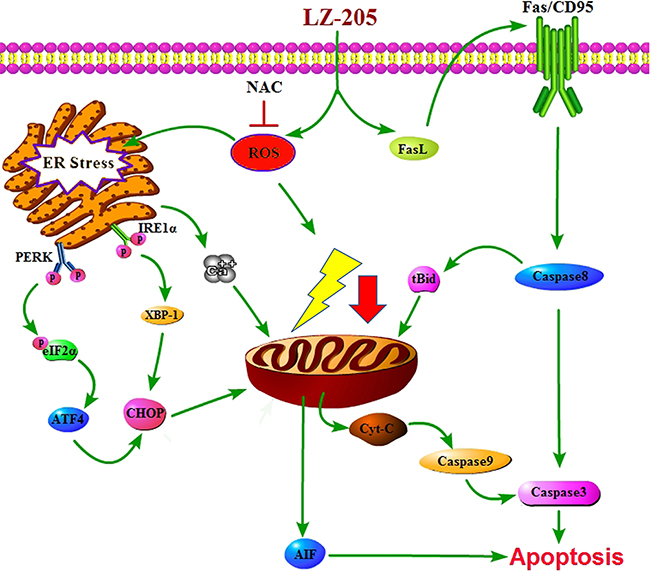 Schematic model for the mechanisms of LZ-205-induced apoptosis in human lung cancer cells.