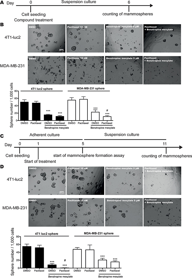 Benztropine mesylate treatment improves the efficiency of chemotherapy in vitro.