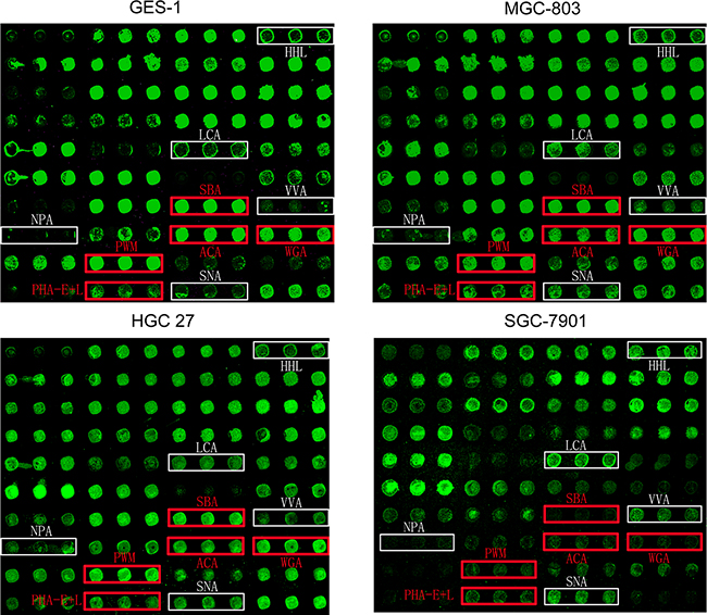 Glycan profiles of gastric cancer and normal gastric cell lines obtained by lectin microarray analysis.