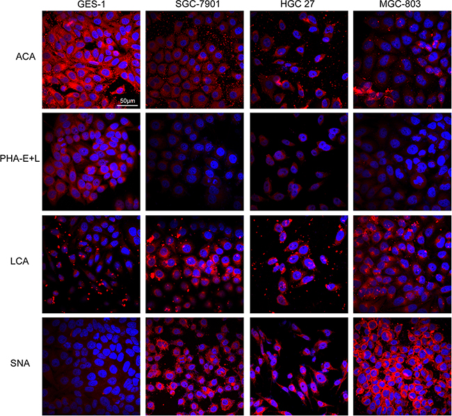 Expression of glycans in the four cell lines evaluated by lectin staining.