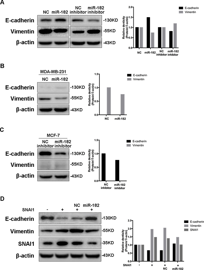 miR-182 enhances an epithelial-like state in breast cancer cells.