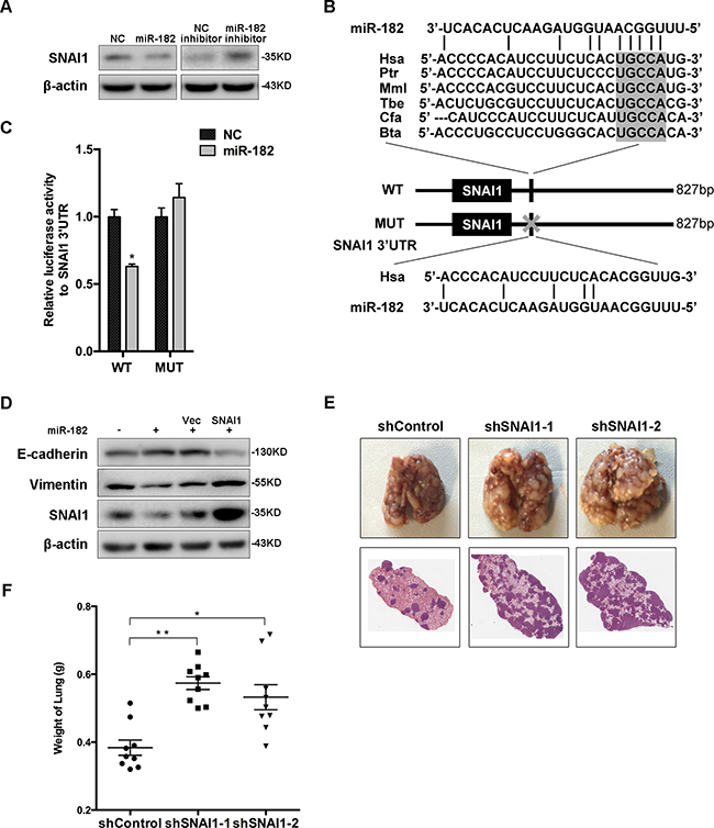 SNAI1 is a direct and functional target of miR-182.
