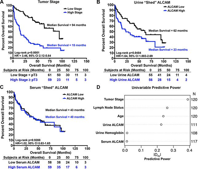 Univariable correlation of shed ALCAM with tumor stage and overall survival in bladder cancer.