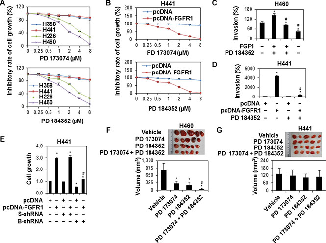 The suppressed lung cancer cell growth and invasion by inhibition of FGFR/MAPK/brachyury signaling.