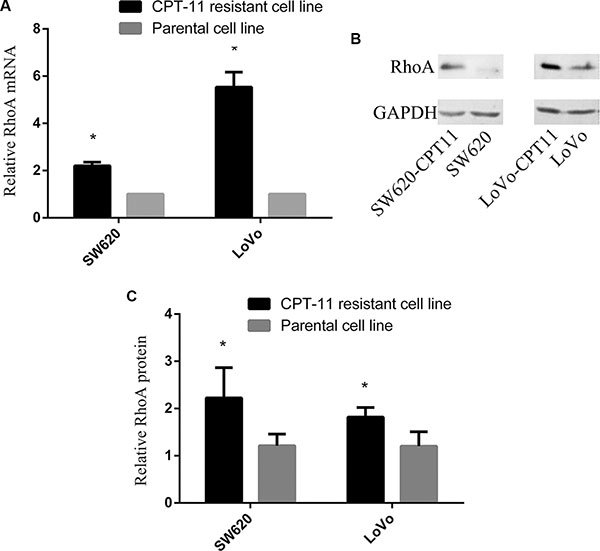 RhoA expression is increased significantly in CPT-11-resistant CRC cells.