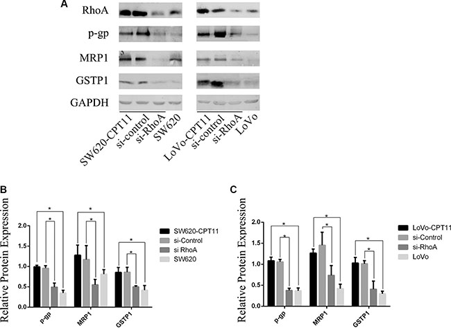 Inhibition of RhoA suppresses the expression of P-gp, MRP1 and GSTP1 in CPT-11-resistant CRC cells.