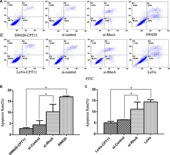 Inhibition of RhoA induces apoptosis in CPT-11-resistant CRC cells by FACS analysis.