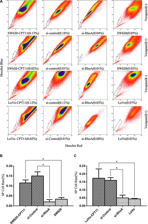 Inhibition of RhoA decreases the proportion of SP cells in CPT-11-resistant CRC cells.