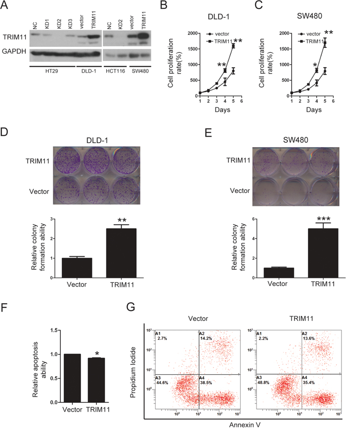 Overexpression of TRIM11 promotes CC cell proliferation and inhibits cell apoptosis.