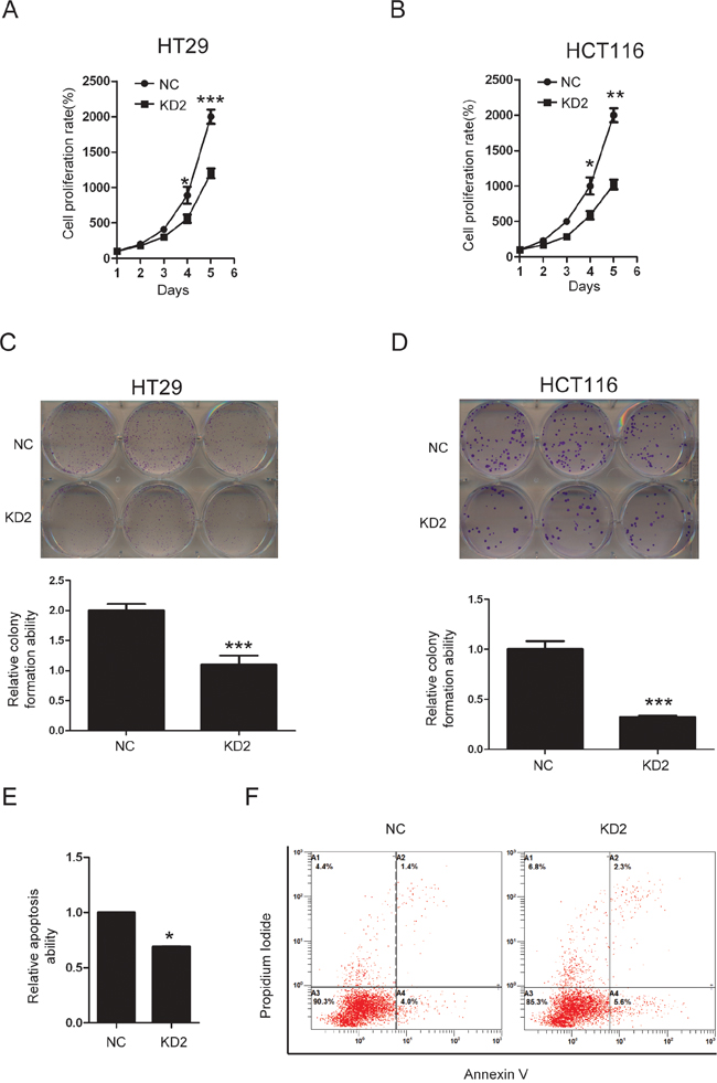 Knockdown of TRIM11 suppressed CC cell proliferation and induced apoptosis.