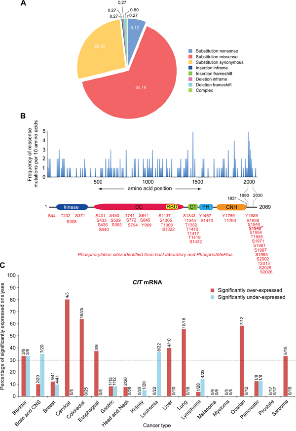 Cancers display even distribution of somatic mutations across the CIT gene and predominately over-express CIT mRNA.