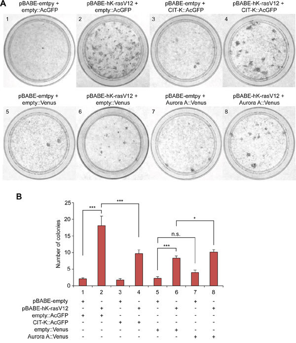 Over-expression of CIT-K does not increase colony formation.