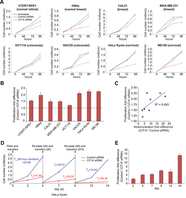 Depleting CIT-K decreases cell proliferation in cancer cells.