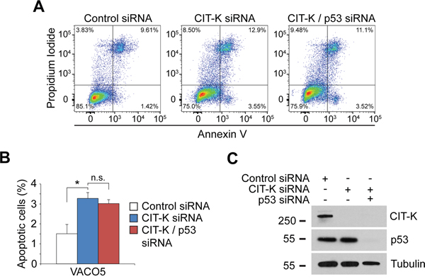 VACO5 colorectal cells still undergo apoptosis when co-depleted for CIT-K and p53.