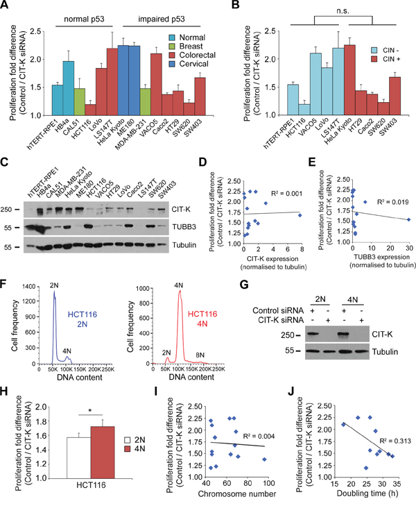 Tetraploid cells are more sensitive to the depletion of CIT-K compared to their diploid counterparts.