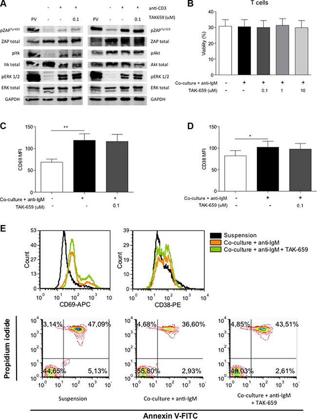 TAK-659 does not inhibit TCR downstream signaling or expression of activation molecules in T cells.