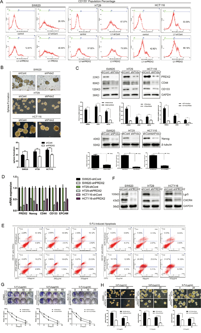 Prdx2 knockdown results in a reduction in stemness properties of colon cancer cells.
