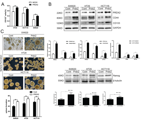 Prdx2 promotes the stemness and survival of colon cancer stem cells.