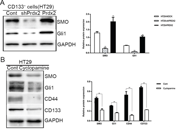 Prdx2 activates the Hedgehog/Gli1 signaling pathway in colon cancer stem cells.