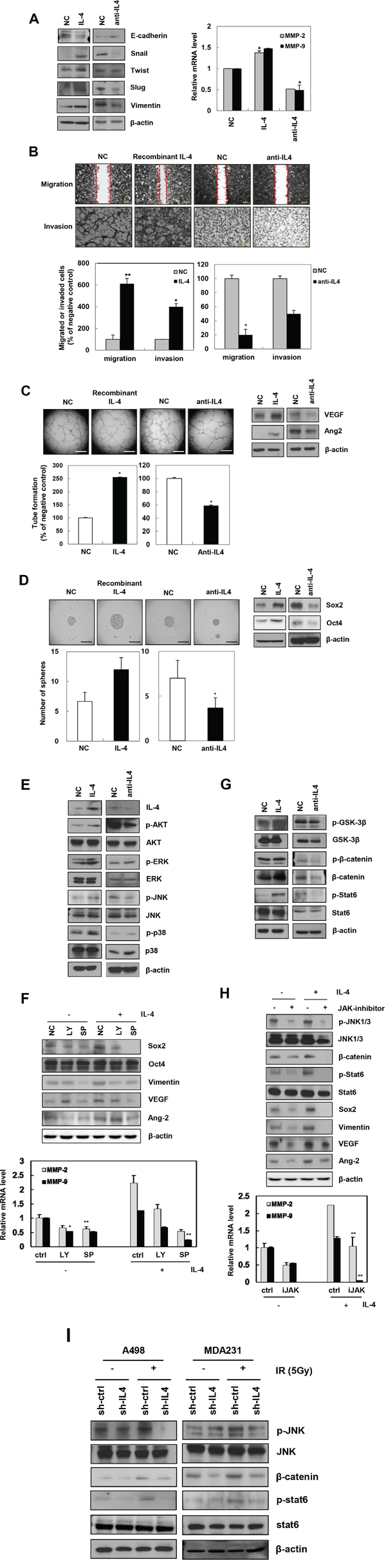 Recombinant IL-4 or neutralization of IL-4 using anti-IL-4 regulates EMT, migration, invasion, angiogenesis, and stemness in cancer cells.
