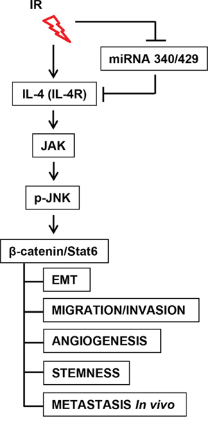 Scheme of IR-related miR-340/429-IL4-&#x03B2;-catenin/Stat6 signaling axis.