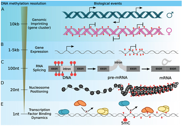Optimizing the DNA methylation resolution according to a biological context.