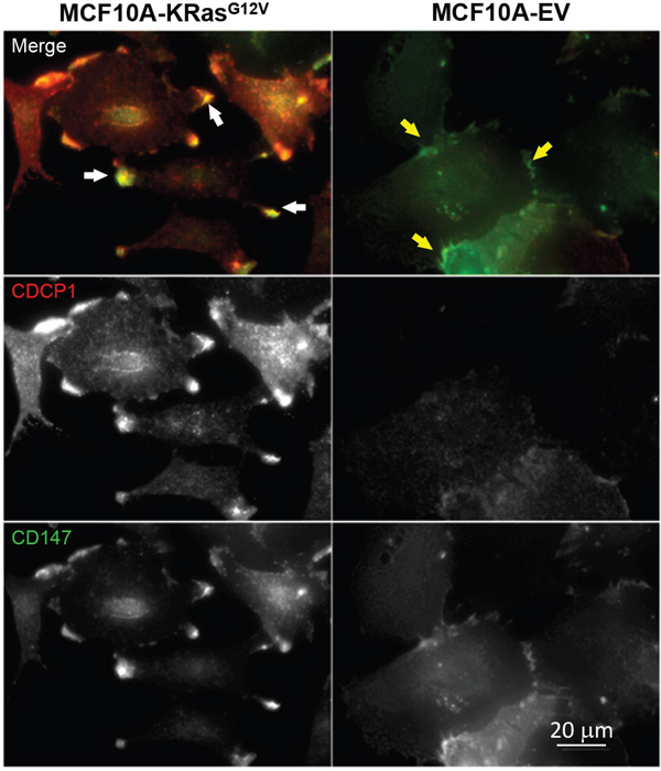 Localization of CD147 and CDCP1 in MCF10A-KRasG12V cells.